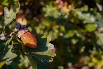 Oak tree in the woods. An acorn on a branch in the foreground. Natural background concept. Copy...