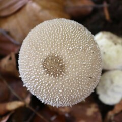 champignon dans la forêt