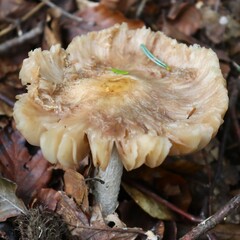 champignon dans la forêt