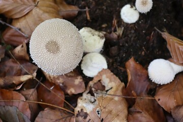 gros plan d'un champignon dans une forêt
