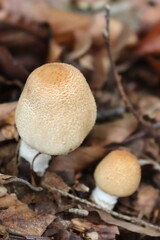 deux champignons dans la forêt