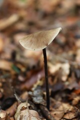 gros plan d'un champignon dans une forêt