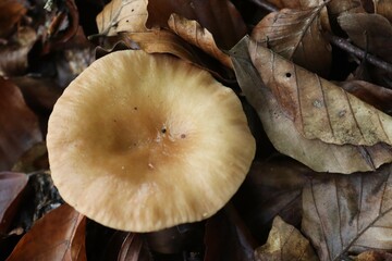 gros plan d'un champignon dans une forêt
