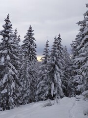 snow covered trees in mountains