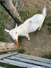 Cute White Goat Eating a Carrot