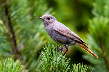 Weiblicher Hausrotschwanz (Phoenicurus ochruros)	