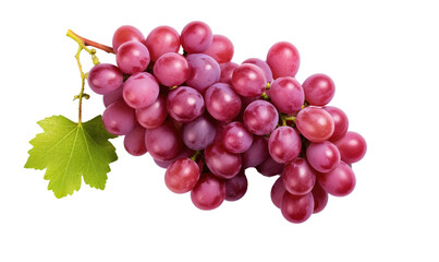 Fototapeta premium Grape Export Type on transparent background