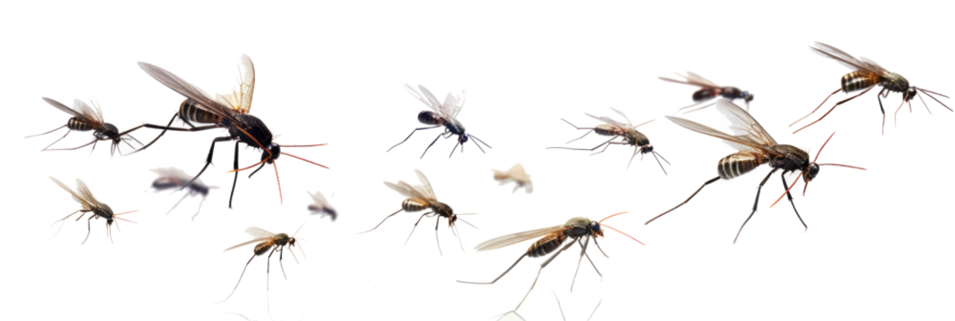 Flying mosquitoes on transparent background