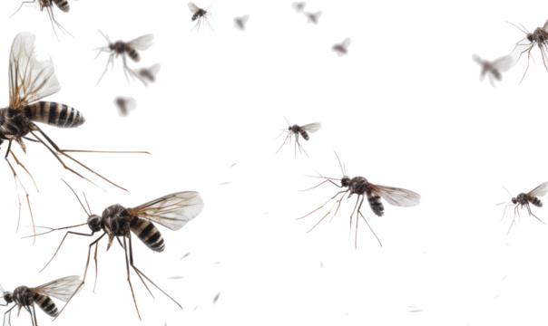 Flying mosquitoes on transparent background