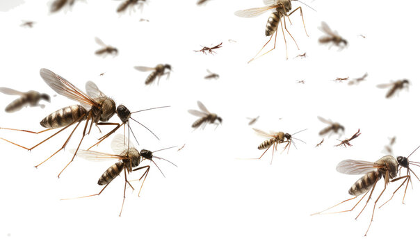 Flying mosquitoes on transparent background