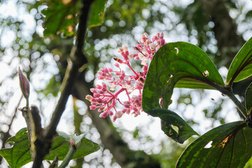 The wild plant Medinilla speciosa Blume thrives in the mountains