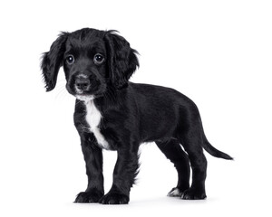 Cute English working cocker spaniel dog puppy, standing side ways. Looking straight ahead beside camera. Isolated on a white background.