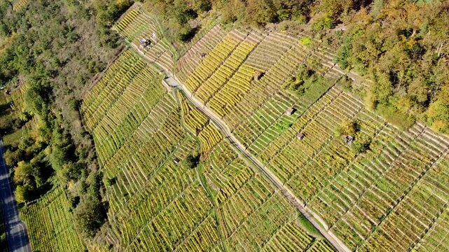 Drohne fliegt &uuml;ber herbstliche Weinbergterrassen in Steillage, Grafisches Muster, Biodiversit&auml;t, Maintal, Fr&auml;nkischer Rotweinwanderweg, Luftaufnahme
