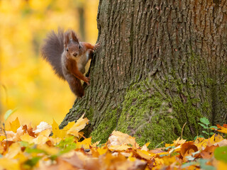 Squirrel Gathering Nuts in Autumn Forest