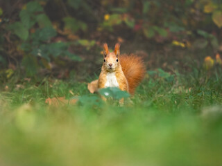 Squirrel Gathering Nuts in Autumn Forest