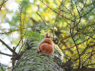 The squirrel is climbing up the tree