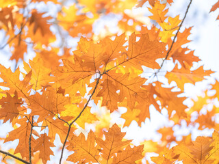 autumn oak leaves on tree