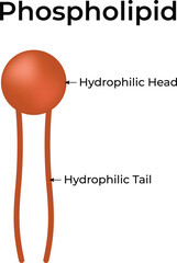 Micelle Hydrophilic Head and Hydrophilic Tail