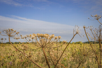 Obraz premium hogweed thickets in the Kaliningrad region