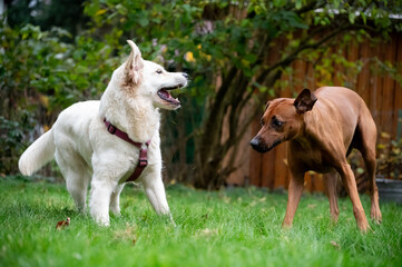 Zwei Hunde spielen im Grünen. Golden Retriever und Rhodesien Ridgeback
