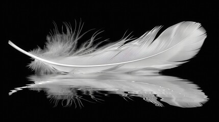 A feather is shown on a black background