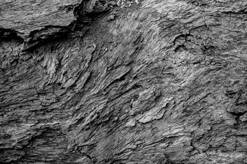 Abstract image of old tree trunk with rough texture on it. Nature in monochrome, black and white. Howrah, West Bengal, India.
