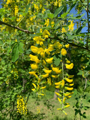 Golden bean plant, golden rain, Laburnum anagyroides Medik