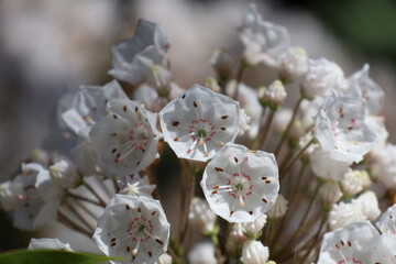 mountain laurel flowers in spring