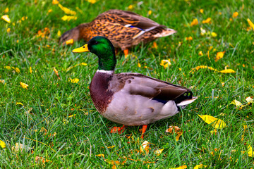 Portrait of a drake (male) Mallard duck.