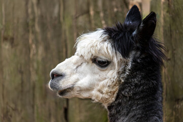 Obraz premium Portrait of adult black-white Alpaca Lama pacos