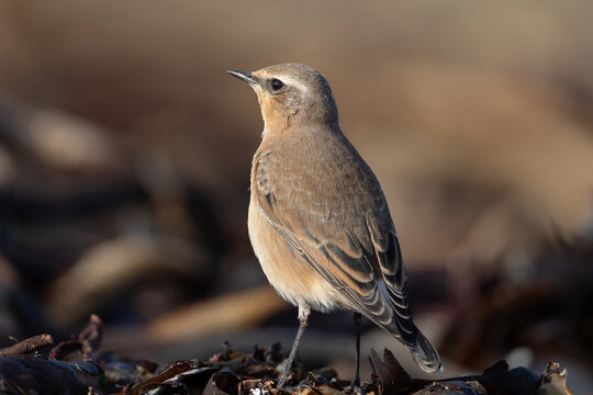 Northern wheatear (Oenanthe oenanthe)