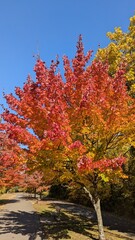 autumn in the forest
