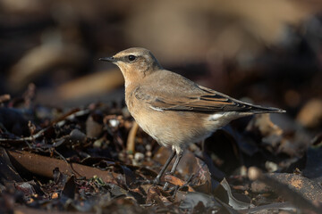 Northern wheatear (Oenanthe oenanthe)