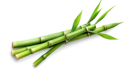 Fototapeta premium Bamboo stalks with vibrant green leaves on a white isolated background.