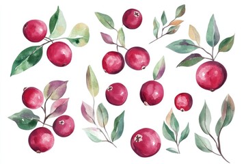 Hand Drawn Watercolor Cranberry Berries and Leaves Composition. Red and Green Cranberries Isolated on White Background