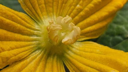 Close image of Luffa Aegyptiaca, the sponge gourd, Egyptian cucumber, Vietnamese luffa flower. (macro, flower center, texture) Pollen center on a big yellow flower