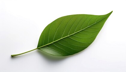 Green leaf on a white isolate background, showcasing intricate veins and smooth texture.