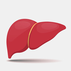 Healthy Liver on white background