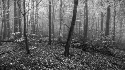 Fototapeta premium In the forest of the ghosts - Im Wald der Geister