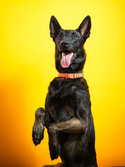 black belgian malinois portrait on yellow background sitting up on two legs