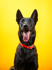 smiling black belgian malinois portrait on yellow background with tongue out