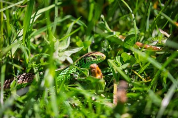 Green lizard in the grass.