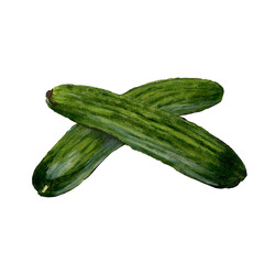 Watercolor illustration of cucumber isolated on white background