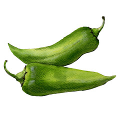 Watercolor sketch of spicy jalapeno pepper isolated on white background 