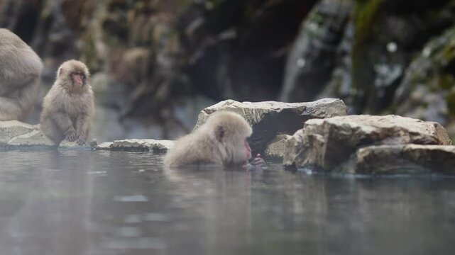 Nagano, Japan: The famous snow monkeys bath in the hot water of a natural onsen near the Jigokudani Monkey Park in Nagano in winter in Japan. 