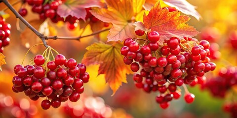 Fototapeta premium Ripe red viburnum berries on a branch with colored leaves in autumn season