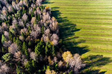 Trees in forest casting shadow on agricultural field, aerial view