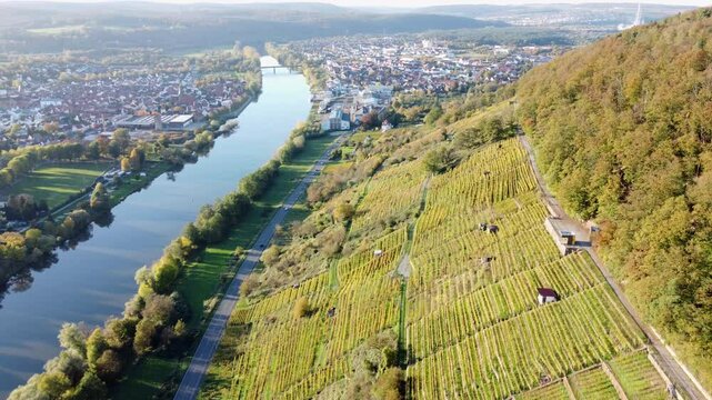 Drohne fliegt &uuml;ber herbstlichen Weinberg in Steillage mit Stadt Erlenbach am Main, Luftaufnahme