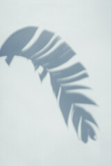 Elegant Shadow of an Exotic Plant Leaf Gracefully Placed on a Smooth background