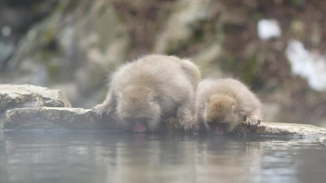 Nagano, Japan: The cute snow monkey drink the hot water of a natural onsen in Jigokudani Monkey Park in the mountains near Nagano in winter in Japan. 